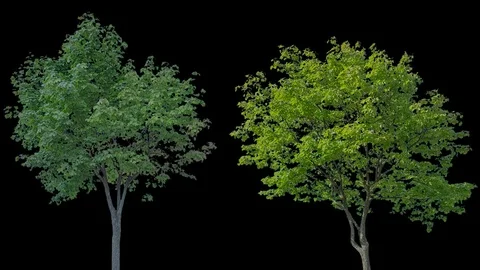 Real Tree isolated on the wind 75-76 MIX Stock Footage 94978074