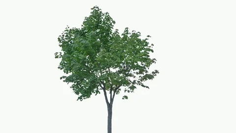 Real Tree isolated on the wind 76 on white background Stock Footage 93870333