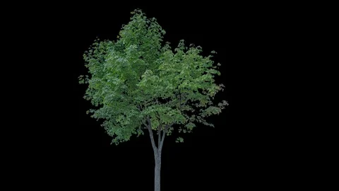 Real Tree isolated on the wind 76 Stock Footage 94977787