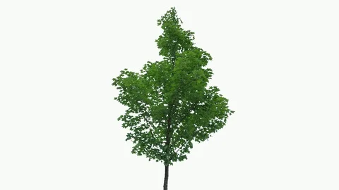 Real Tree isolated on the wind 77 on white background Stock Footage 94126406