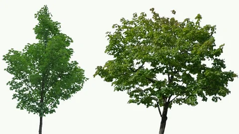 Real Tree isolated on the wind 77-78 MIX on white background Stock Footage 94137459
