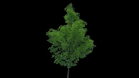 Real Tree isolated on the wind 77 Stock Footage 94978367