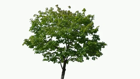 Real Tree isolated on the wind 78 on white background Stock Footage 94137692