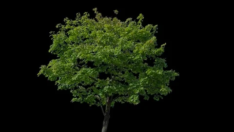 Real Tree isolated on the wind 78 Video stock 94979333