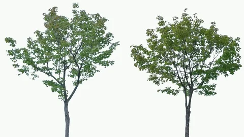 Real Tree isolated on the wind 79-80 MIX on white background Stock Footage 94141471