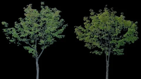 Real Tree isolated on the wind 79-80 MIX Stock Footage 94979440