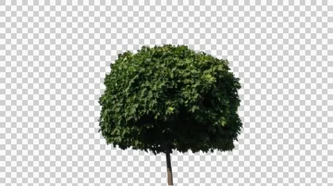 Real Tree Isolated On The Wind 8 Stock Footage 55096071