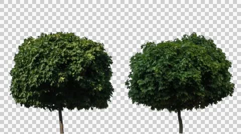 Real Tree Isolated On The Wind 8-10 Stock Footage 55106004