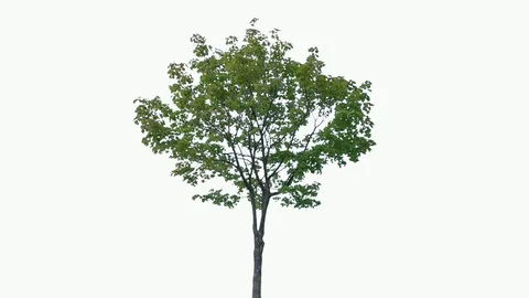 Real Tree isolated on the wind 80 on white background Stock Footage 94141283