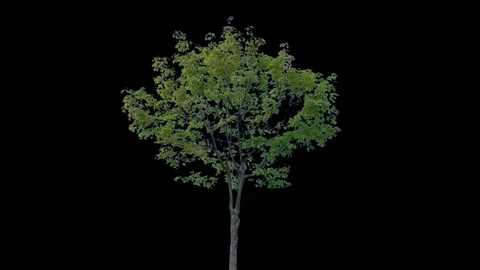 Real Tree isolated on the wind 80 Stock Footage 94979427