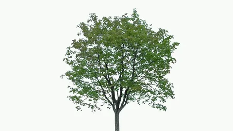Real Tree isolated on the wind 81 on white background Stock Footage 94143081