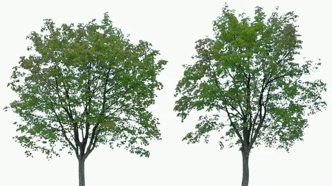 Real Tree isolated on the wind 81-82 MIX on white background Stock Footage 94146731