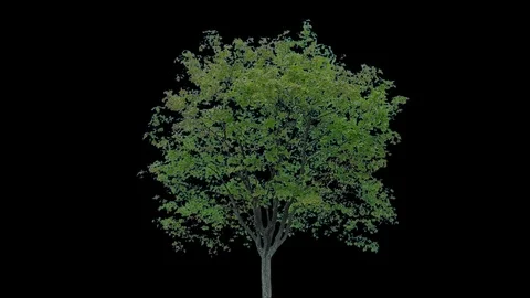 Real Tree isolated on the wind 81 Stock Footage 94980814