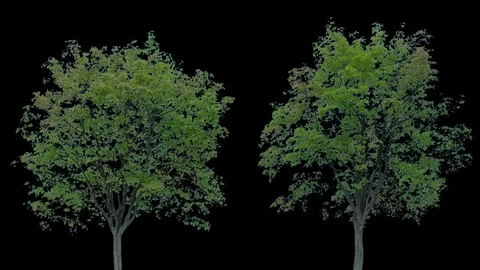 Real Tree isolated on the wind 81-82 MIX Stock Footage 94981588