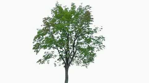 Real Tree isolated on the wind 82 on white background Stock Footage 94146846