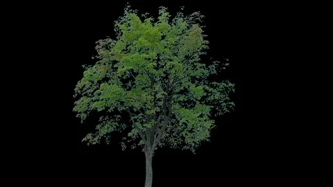 Real Tree isolated on the wind 82 Stock Footage 94982981