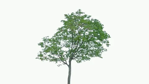 Real Tree isolated on the wind 83 on white background Stock Footage 94150047