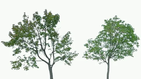 Real Tree isolated on the wind 83-84 MIX on white background Stock Footage 94150736