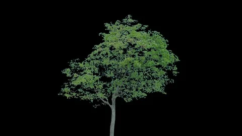 Real Tree isolated on the wind 83 Video stock 94981446