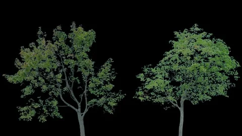 Real Tree isolated on the wind 83-84 MIX Stock Footage 94981944