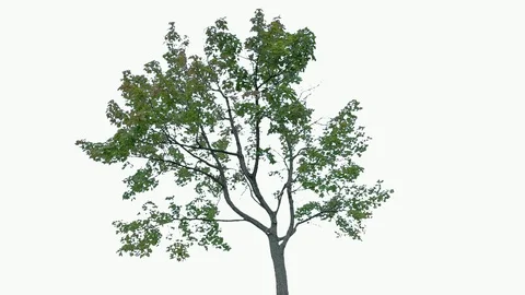 Real Tree isolated on the wind 84 on white background Stock Footage 94150734