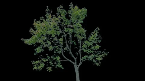 Real Tree isolated on the wind 84 Stock Footage 94989342