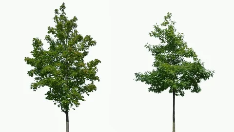 Real Tree isolated on the wind 85-86 MIX on white background Stock Footage 94707626