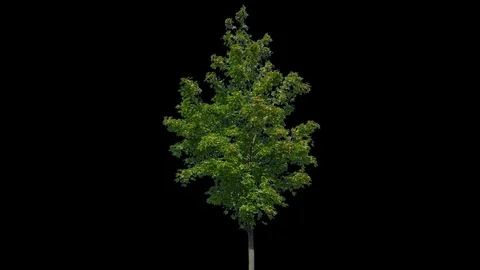 Real Tree isolated on the wind 85 Stock Footage 94982870