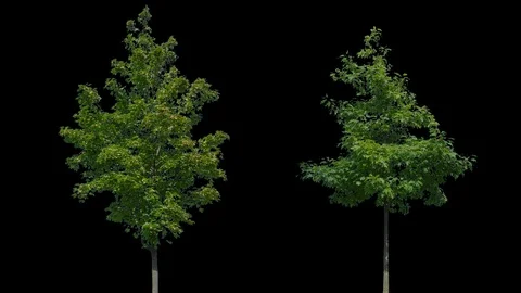 Real Tree isolated on the wind 85-86 MIX Video stock 94983576