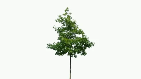 Real Tree isolated on the wind 86 on white background Stock Footage 94705719