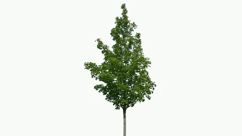 Real Tree isolated on the wind 87 on white background Stock Footage 94706306
