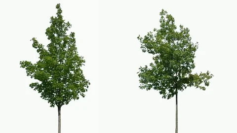 Real Tree isolated on the wind 87-88 MIX on white background Stock Footage 94708498