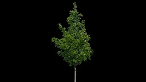 Real Tree isolated on the wind 87 Stock Footage 94984216