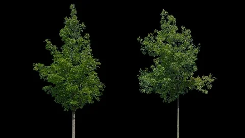 Real Tree isolated on the wind 87-88 MIX Stock Footage 94985127