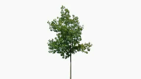 Real Tree isolated on the wind 88 on white background Stock Footage 94708945