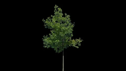 Real Tree isolated on the wind 88 Stock Footage 94984479