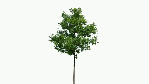 Real Tree isolated on the wind 89 on white background Stock Footage 94709190