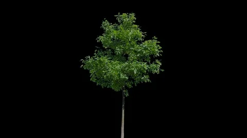 Real Tree isolated on the wind 89 Stock Footage 94984689