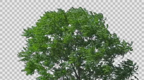 Real Tree Isolated On The Wind 9 Stock Footage 64732631