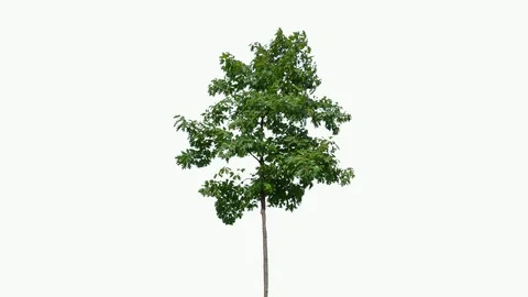 Real Tree isolated on the wind 90 on white background Stock Footage 94724881
