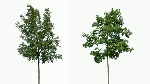 Real Tree isolated on the wind 90-91 MIX on white background Video stock 94724942
