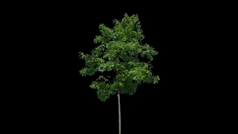 Real Tree isolated on the wind 90 Stock Footage 94985226