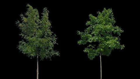 Real Tree isolated on the wind 90-91 MIX Stock Footage 94986803