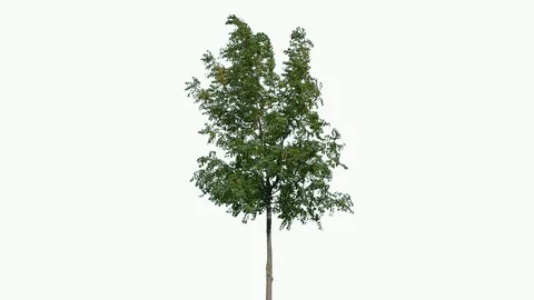 Real Tree isolated on the wind 91 on white background Stock Footage 94724878