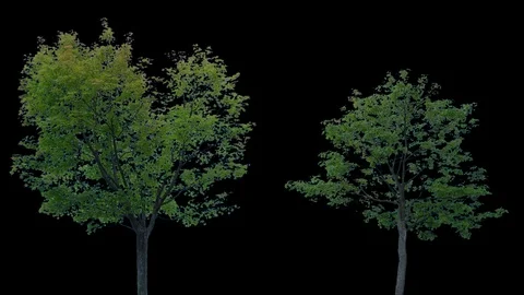 Real Tree isolated on the wind 92-93 MIX Stock Footage 95331494