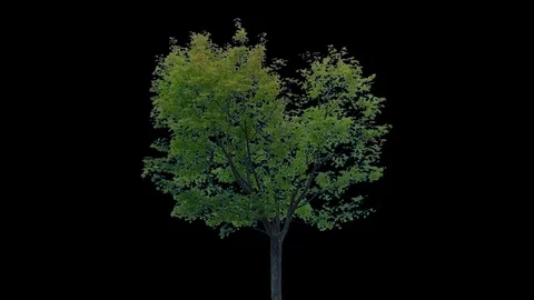 Real Tree isolated on the wind 92 Stock Footage 95332750