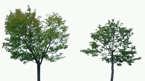 Real Tree isolated on the wind 92-93 MIX on white background Stock Footage 95764940