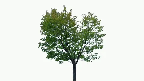 Real Tree isolated on the wind 92 on white background Stock Footage 95765200