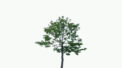 Real Tree isolated on the wind 93 on white background Stock Footage 95765244