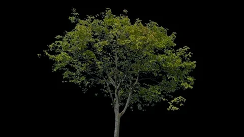 Real Tree isolated on the wind 94 Stock Footage 95331062